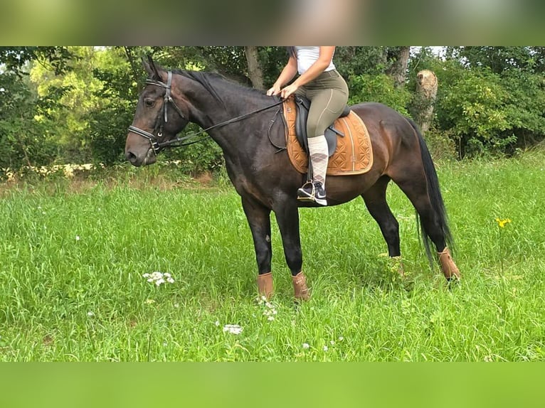 Altre razze Castrone 3 Anni 151 cm Baio scuro in Linkenbach
