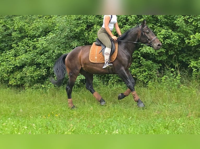 Altre razze Castrone 3 Anni 151 cm Baio scuro in Linkenbach