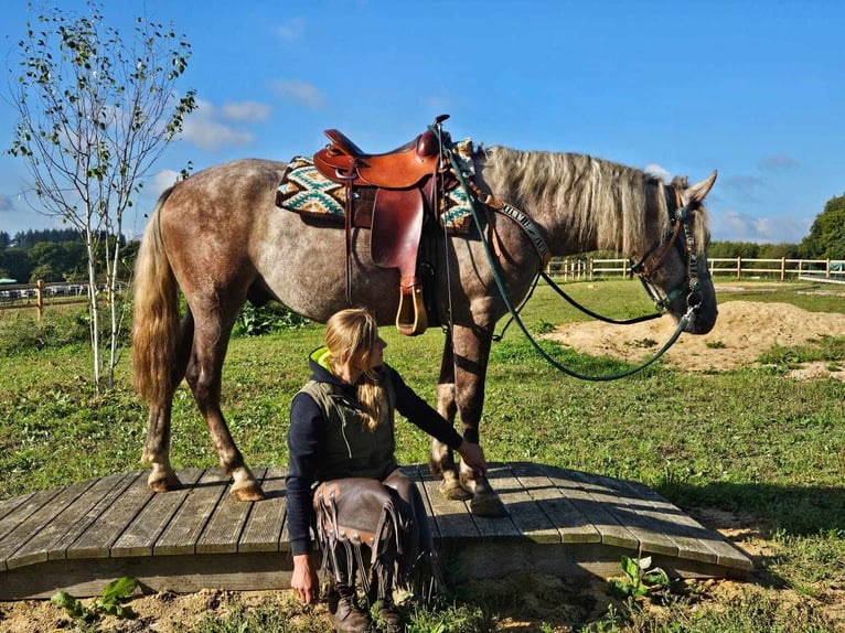 Altre razze Castrone 3 Anni 153 cm Grigio in Linkenbach