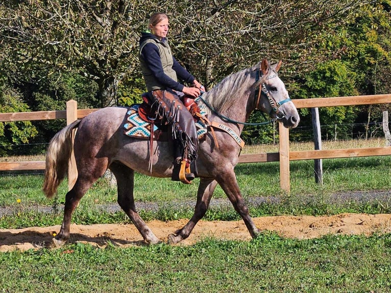 Altre razze Castrone 3 Anni 153 cm Grigio in Linkenbach