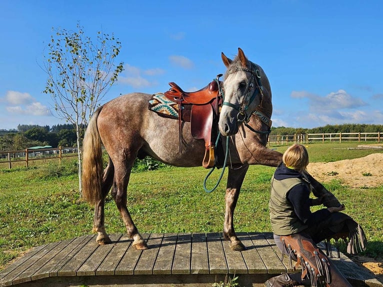 Altre razze Castrone 3 Anni 153 cm Grigio in Linkenbach