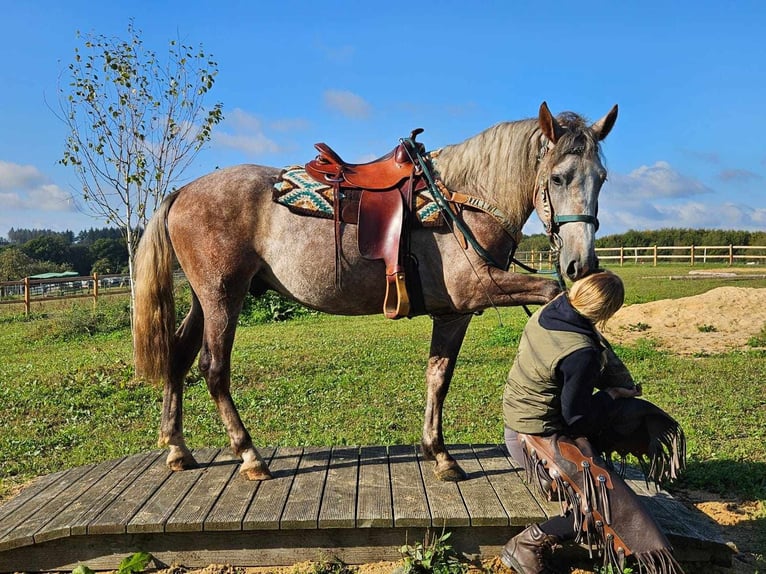 Altre razze Castrone 3 Anni 153 cm Grigio in Linkenbach