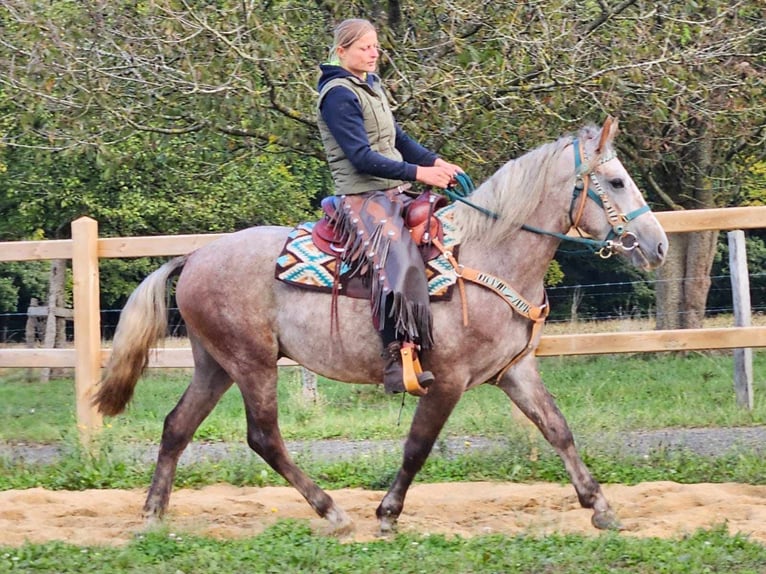 Altre razze Castrone 3 Anni 153 cm Grigio in Linkenbach