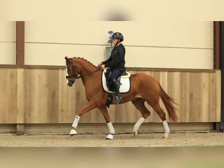 Altre razze Castrone 3 Anni 154 cm  in Oost West en Middelbeers