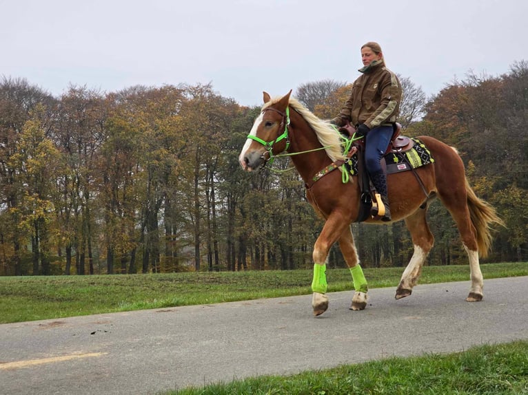 Altre razze Castrone 3 Anni 154 cm Sauro in Linkenbach