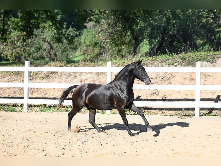 Altre razze Mix Castrone 3 Anni 156 cm Baio scuro in Jovariškės