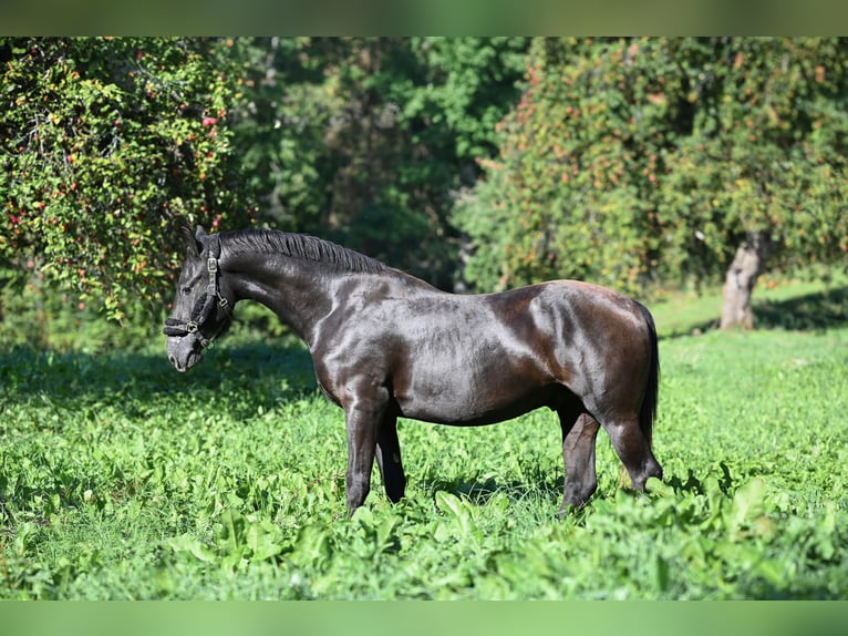 Altre razze Mix Castrone 3 Anni 156 cm Baio scuro in Jovariškės