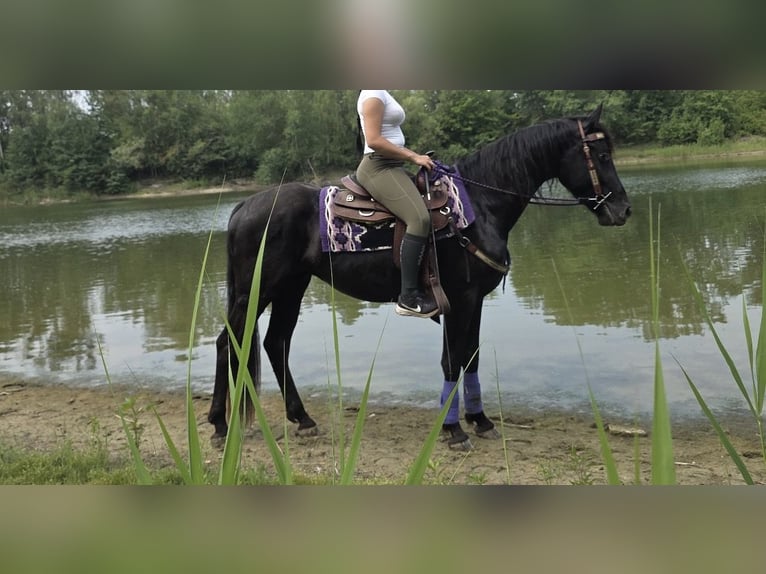 Altre razze Castrone 3 Anni 156 cm Morello in Sankt Augustin