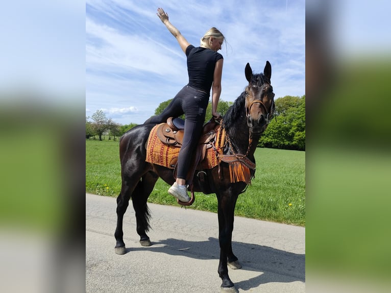 Altre razze Castrone 3 Anni 157 cm  in Linkenbach