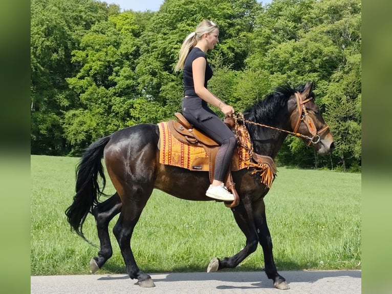 Altre razze Castrone 3 Anni 157 cm  in Linkenbach
