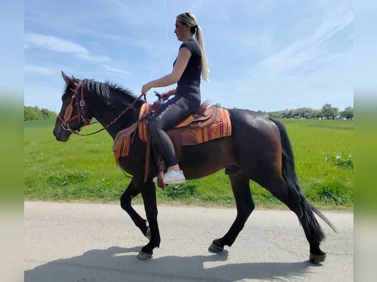 Altre razze Castrone 3 Anni 157 cm  in Linkenbach