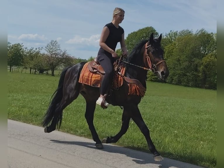 Altre razze Castrone 3 Anni 157 cm  in Linkenbach