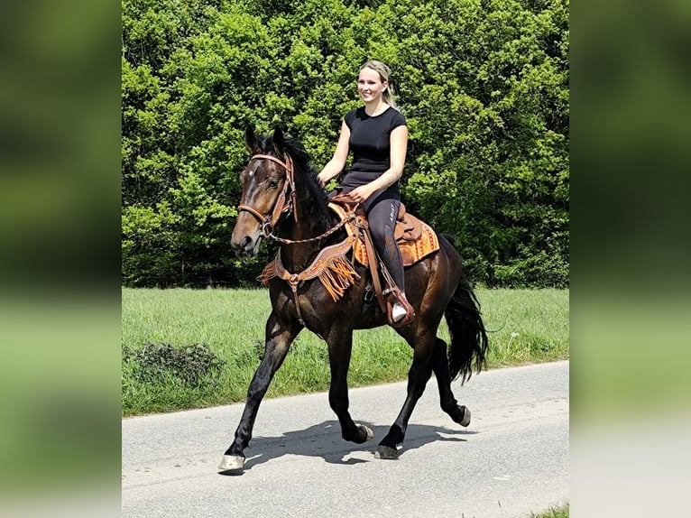Altre razze Castrone 3 Anni 157 cm  in Linkenbach