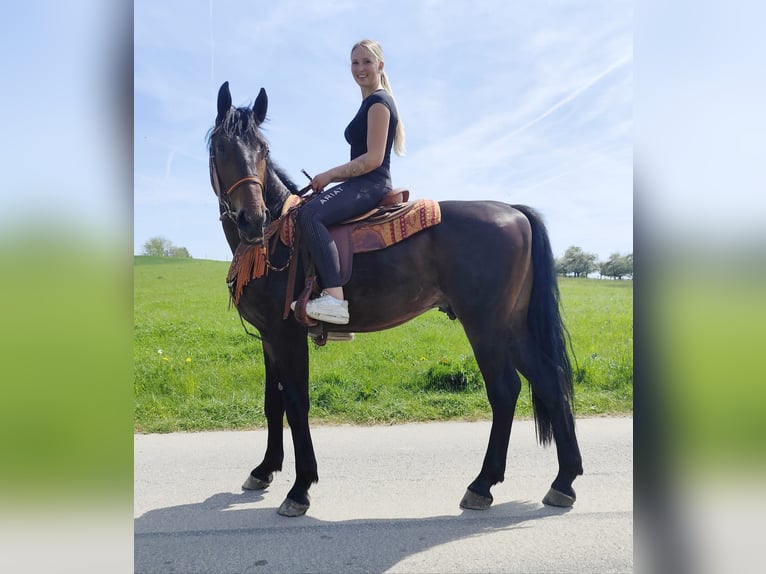 Altre razze Castrone 3 Anni 157 cm  in Linkenbach