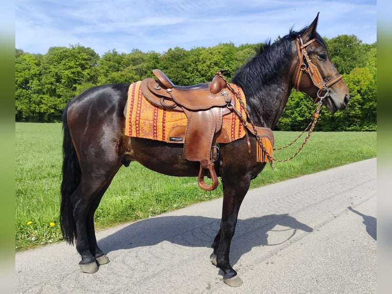 Altre razze Castrone 3 Anni 157 cm  in Linkenbach