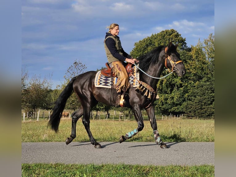 Altre razze Castrone 3 Anni 157 cm Morello in Linkenbach