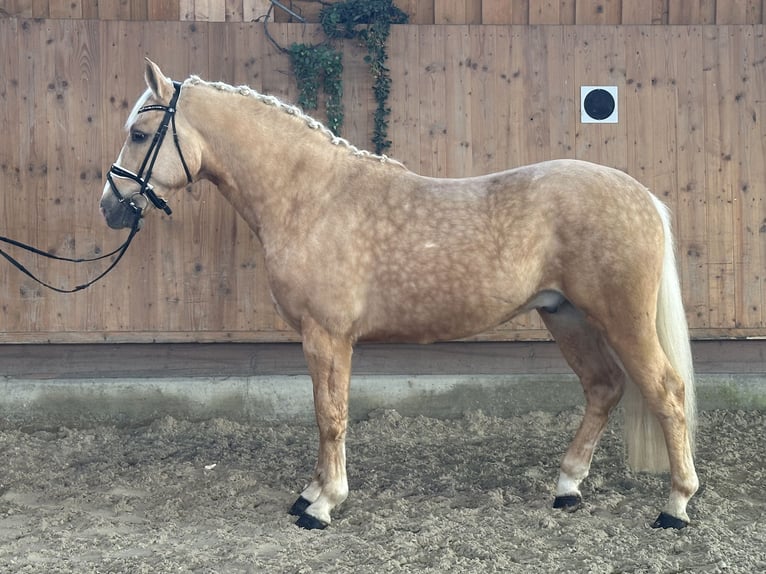 Altre razze Mix Castrone 3 Anni 158 cm Palomino in Riedlingen