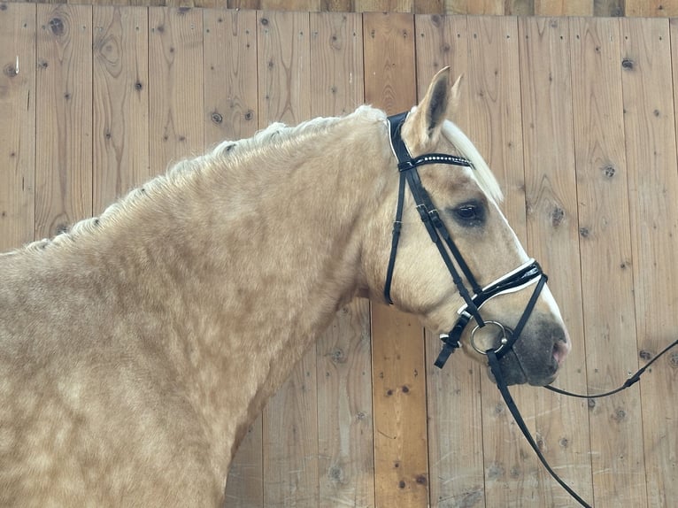 Altre razze Mix Castrone 3 Anni 158 cm Palomino in Riedlingen
