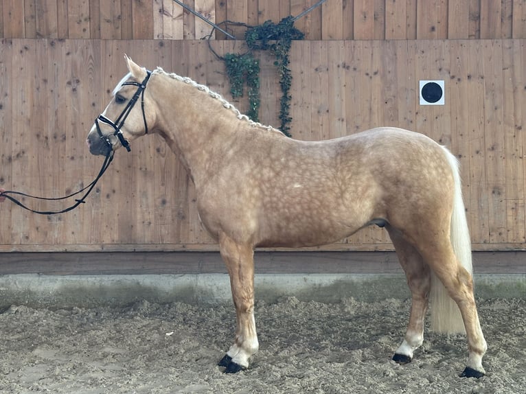 Altre razze Mix Castrone 3 Anni 158 cm Palomino in Riedlingen