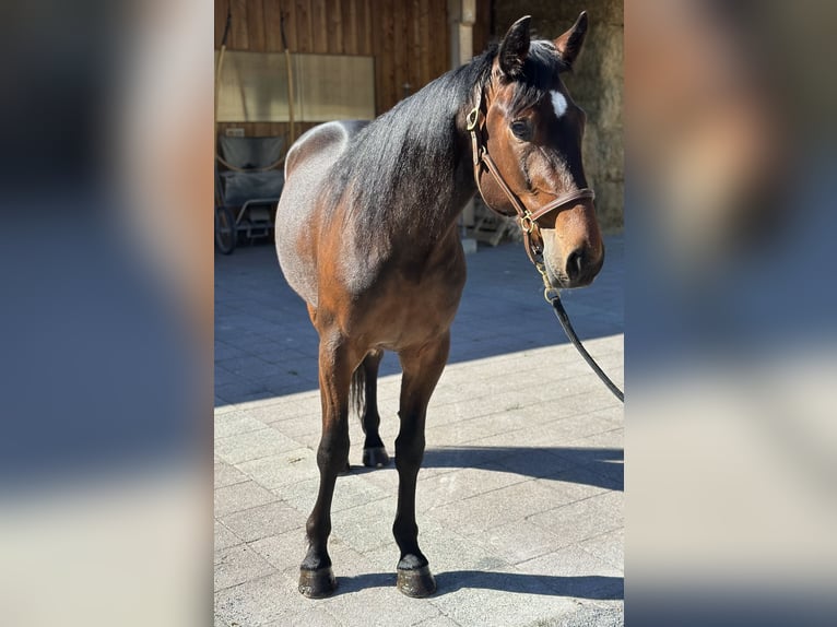 Altre razze Castrone 3 Anni 160 cm Baio in Kirchberg in Tirol