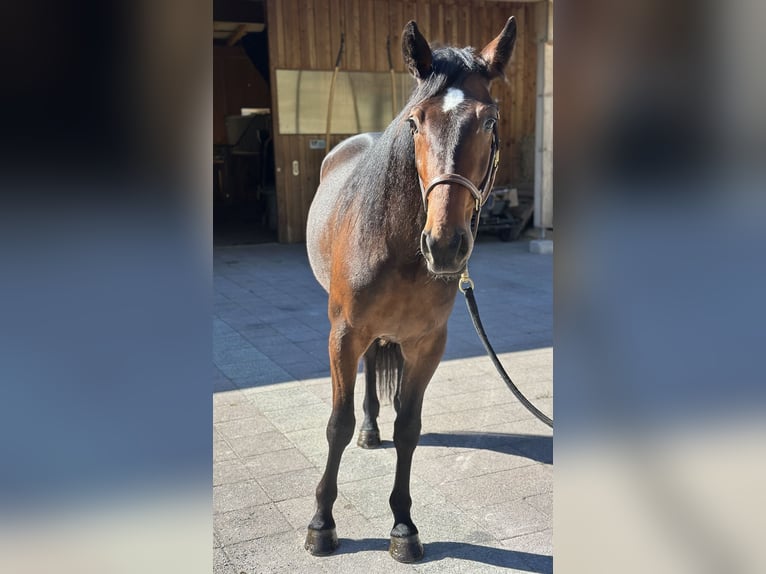Altre razze Castrone 3 Anni 160 cm Baio in Kirchberg in Tirol