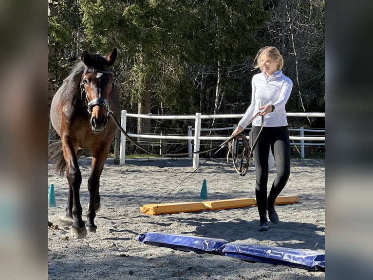Altre razze Castrone 3 Anni 160 cm Baio in Kirchberg in Tirol