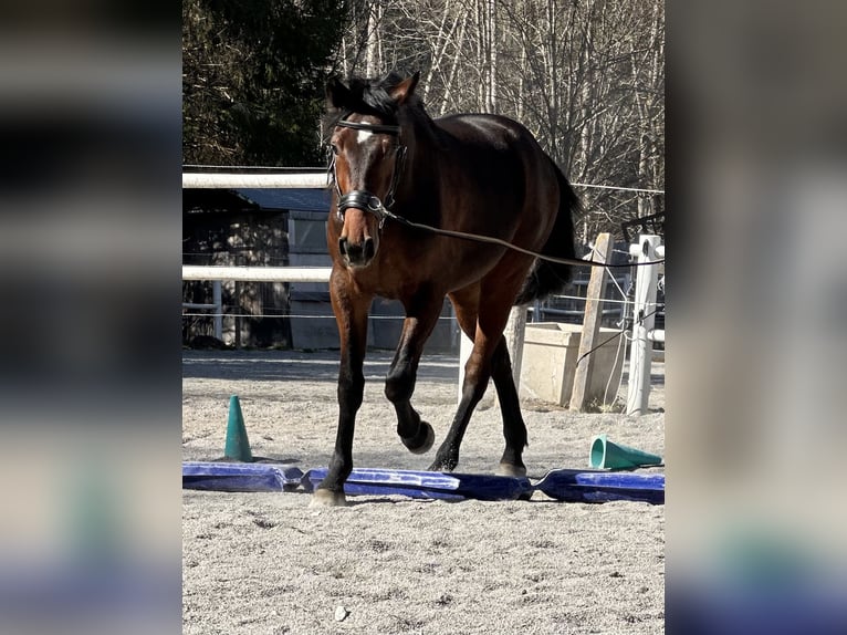 Altre razze Castrone 3 Anni 160 cm Baio in Kirchberg in Tirol