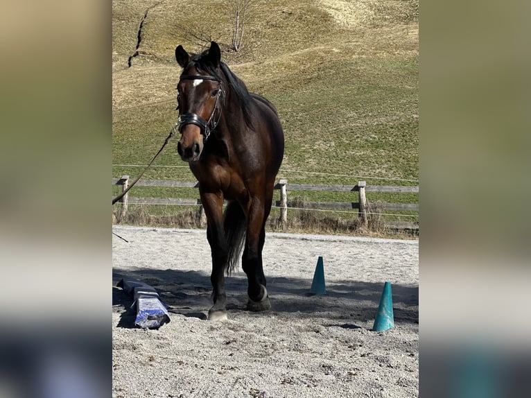 Altre razze Castrone 3 Anni 160 cm Baio in Kirchberg in Tirol