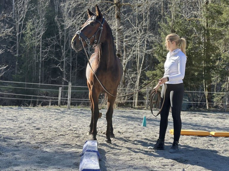 Altre razze Castrone 3 Anni 160 cm Baio in Kirchberg in Tirol