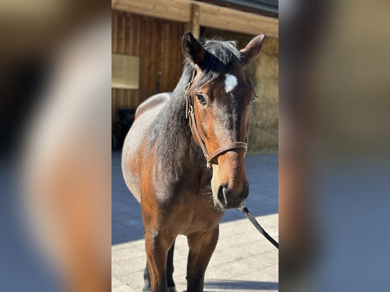 Altre razze Castrone 3 Anni 160 cm Baio in Kirchberg in Tirol