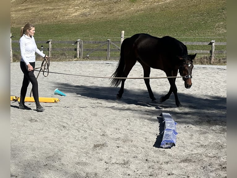 Altre razze Castrone 3 Anni 160 cm Baio in Kirchberg in Tirol