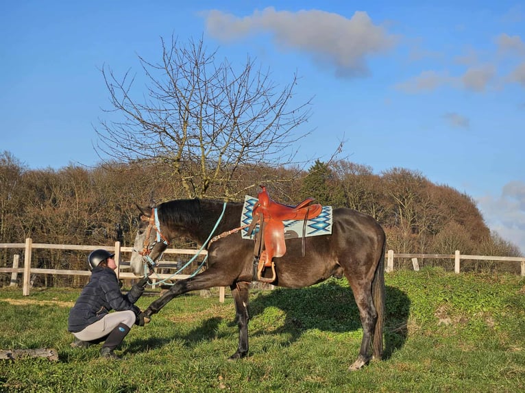 Altre razze Castrone 3 Anni 160 cm Grigio pezzato in Linkenbach