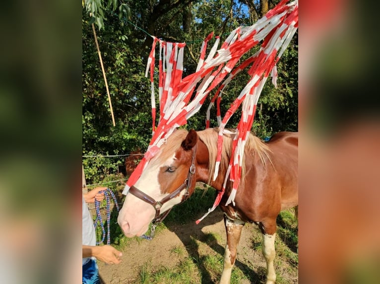 Altre razze Castrone 3 Anni 160 cm Sauro in Geltendorf