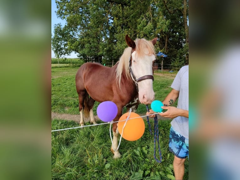 Altre razze Castrone 3 Anni 160 cm Sauro in Geltendorf