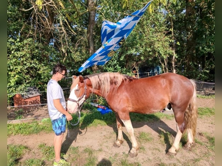 Altre razze Castrone 3 Anni 160 cm Sauro in Geltendorf