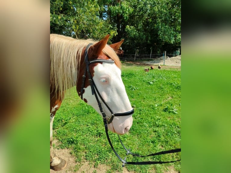 Altre razze Castrone 3 Anni 160 cm Sauro in Geltendorf