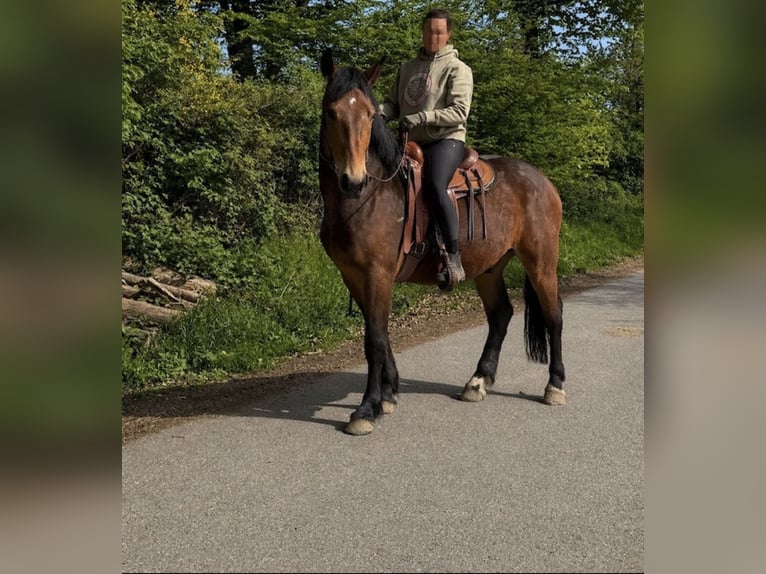 Altre razze Castrone 3 Anni 161 cm Baio scuro in Sankt Augustin
