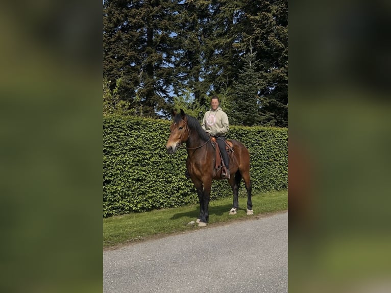 Altre razze Castrone 3 Anni 161 cm Baio scuro in Sankt Augustin