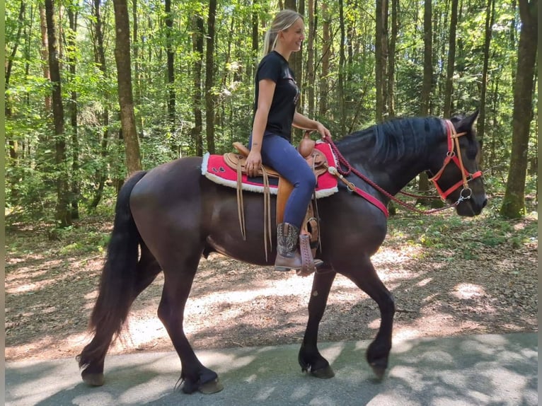 Altre razze Castrone 3 Anni 161 cm Morello in Linkenbach