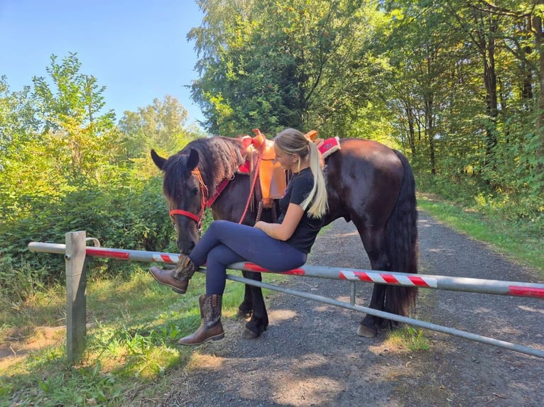 Altre razze Castrone 3 Anni 161 cm Morello in Linkenbach
