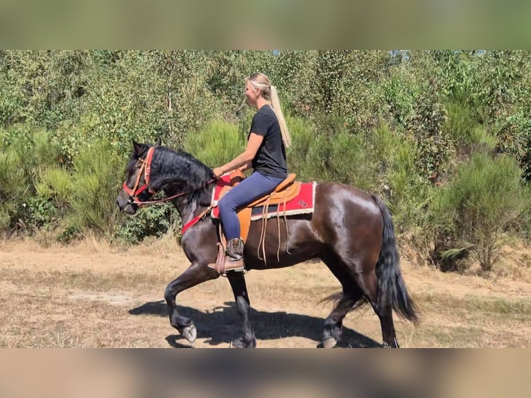 Altre razze Castrone 3 Anni 161 cm Morello in Linkenbach