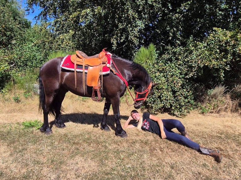 Altre razze Castrone 3 Anni 161 cm Morello in Linkenbach