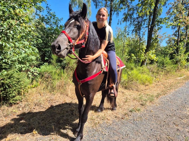 Altre razze Castrone 3 Anni 161 cm Morello in Linkenbach