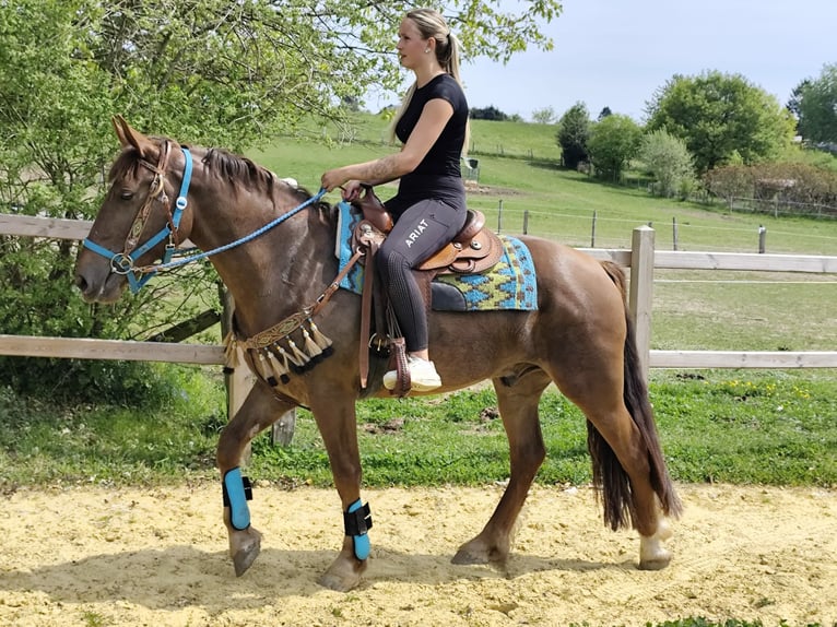 Altre razze Castrone 3 Anni 162 cm Sauro scuro in Linkenbach