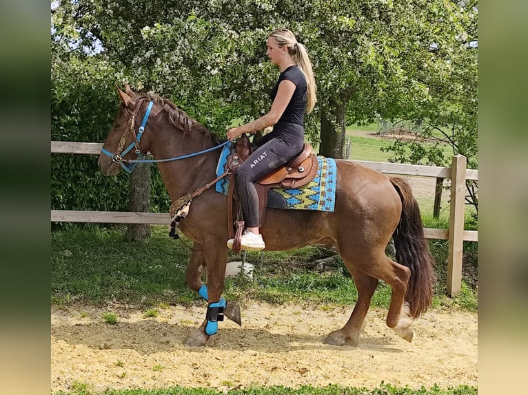 Altre razze Castrone 3 Anni 162 cm Sauro scuro in Linkenbach