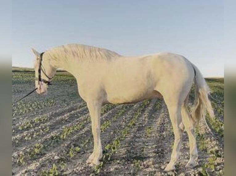 Altre razze Mix Castrone 3 Anni 164 cm Overo-tutti i colori in MADRID