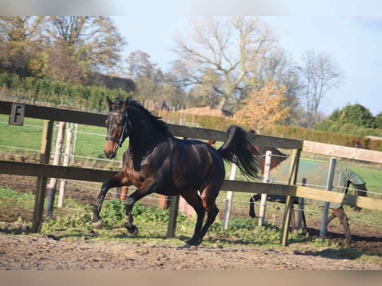 Altre razze Castrone 3 Anni 165 cm Baio scuro in Achtmaal