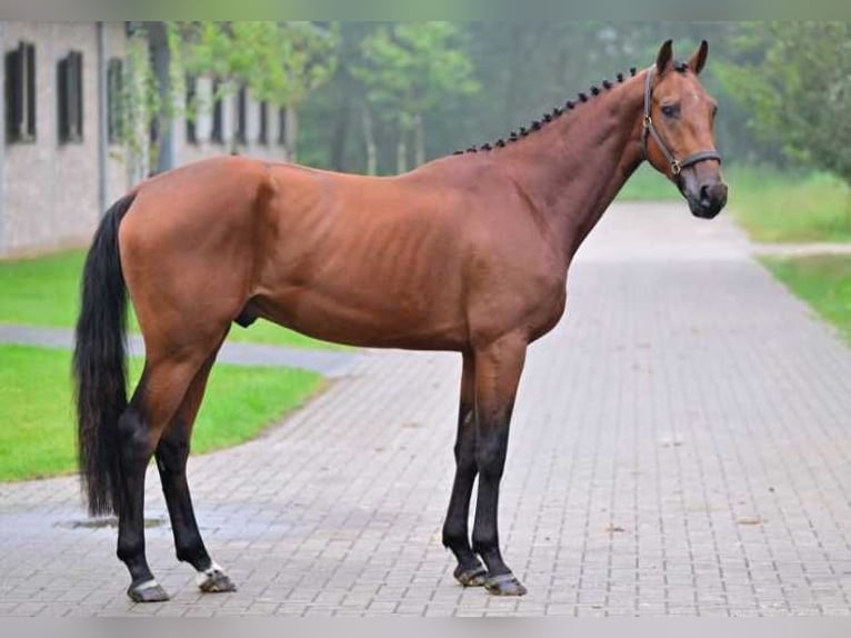 Altre razze Castrone 3 Anni 165 cm in Zele