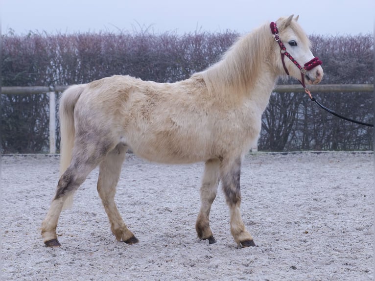 Altre razze Castrone 4 Anni 112 cm Grigio in Neustadt (Wied)