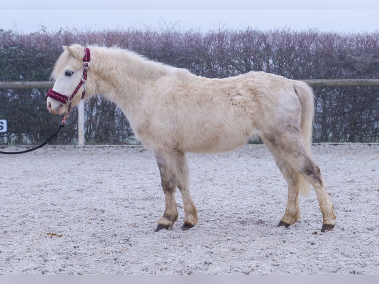 Altre razze Castrone 4 Anni 112 cm Grigio in Neustadt (Wied)